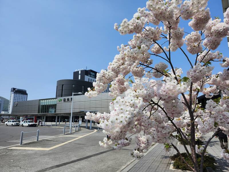 White flowering tree with JR Station behind.