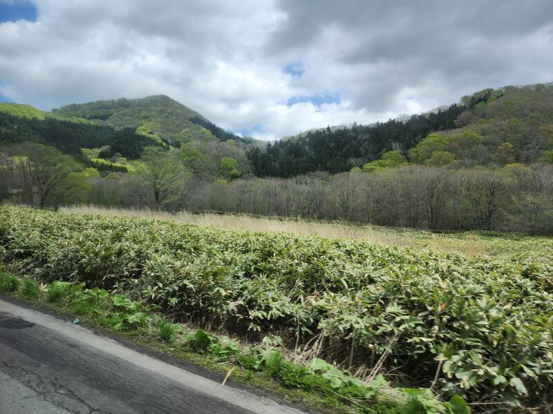 Forested mountains.