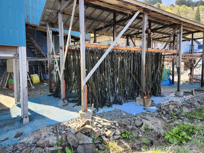 Racks of drying kelp.