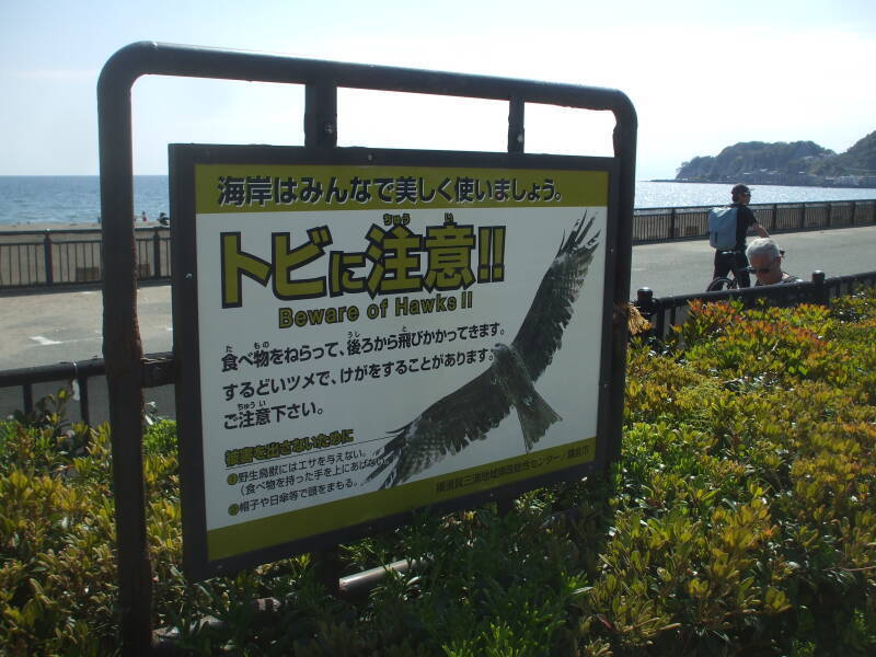 'Beware of Hawks' sign at the beach at Kamakura.