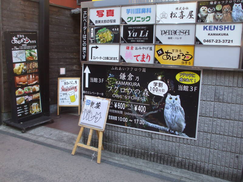 Owl cafe at Kamakura.