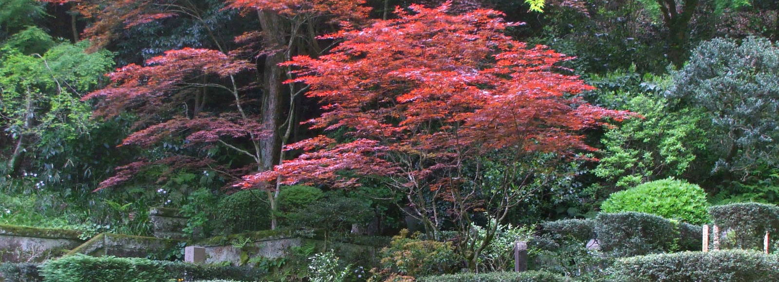 Trees at Tōkei-ji in Yamanouchi near Kamakura.