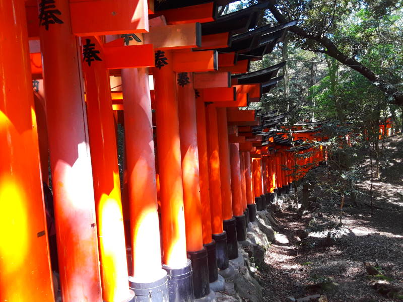 Vermillion torii lining the main path at Fushimi Inari-taisha shrine.