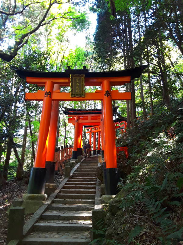 Verimillion torii along the main path at Fushimi Inari-taisha shrine.