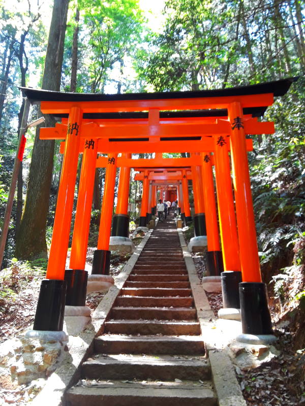 Vermillion torii along the main path at Fushimi Inari-taisha shrine.