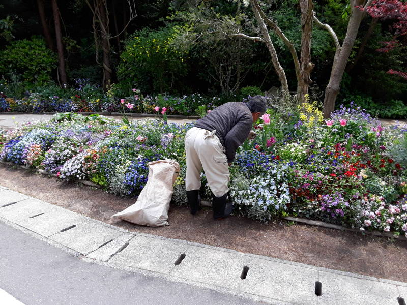 Flowers at Chichu Museum on Naoshima.