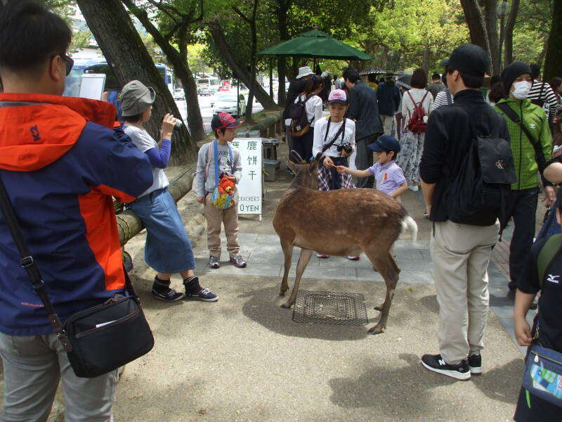 Sacred deer in Nara.