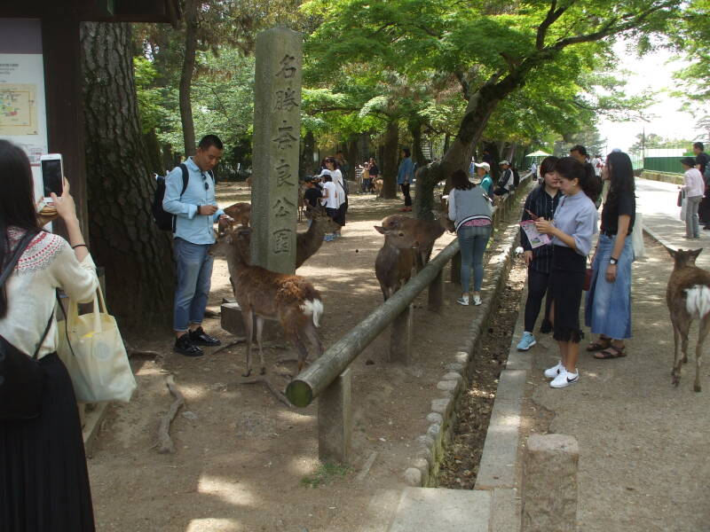 Sacred deer in Nara.