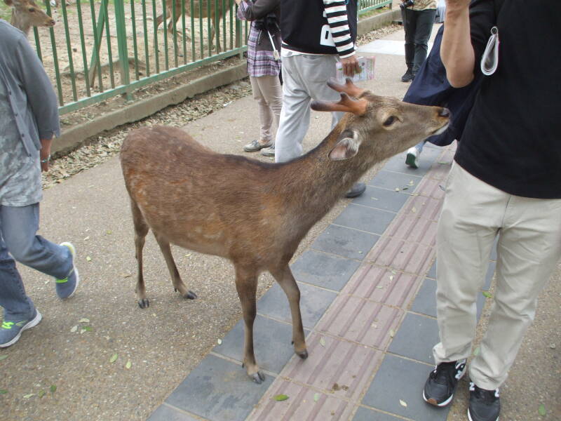 Sacred deer in Nara.