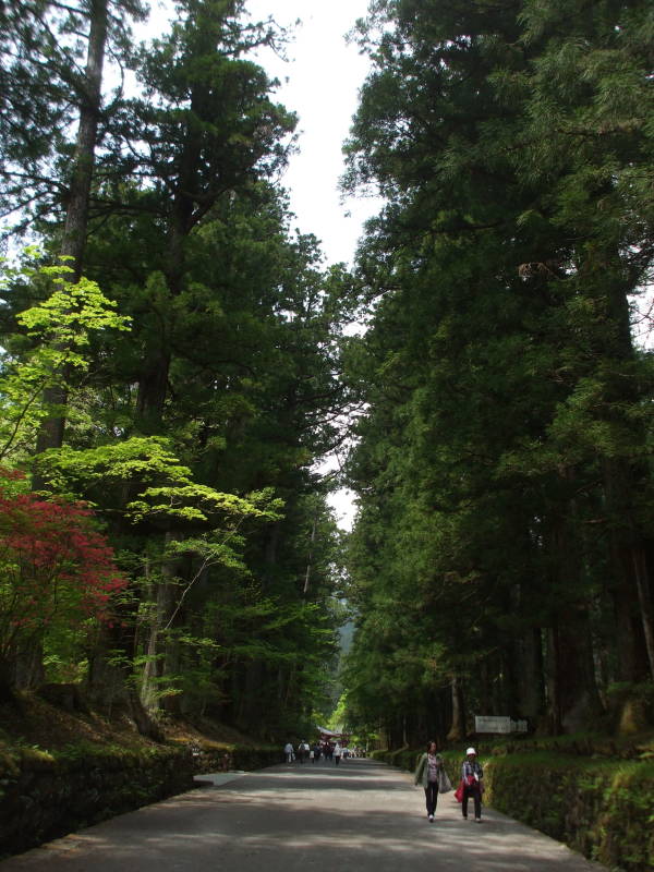 Cryptomeria in Nikkō.