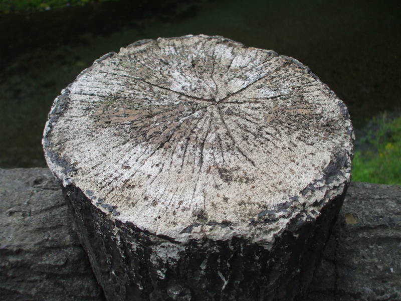 Concrete fence posts made to look like elm logs.