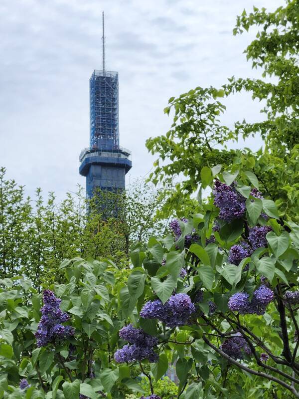 Hokkaidō lilac trees.