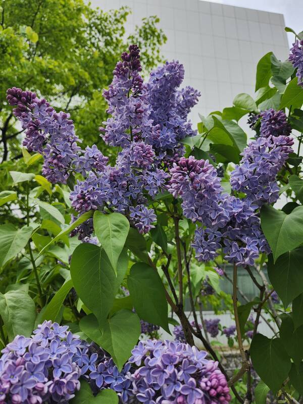 Hokkaidō lilac trees.