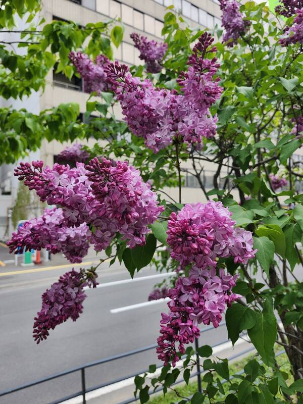 Hokkaidō lilac trees.