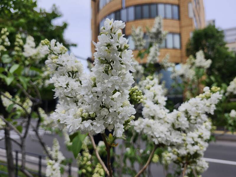 Hokkaidō lilac trees.