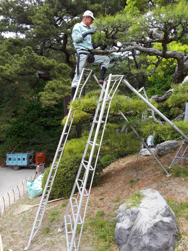 Gardeners trimming trees at Ritsurin Garden in Takamatsu.