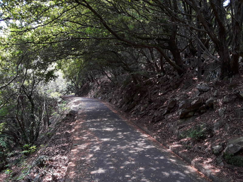 Paved path along the Yashima ridgeline.
