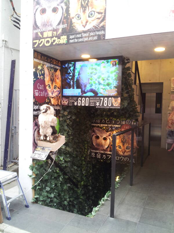 Harajuku Bengal Cat's Forest owl café on Takeshita-dori.