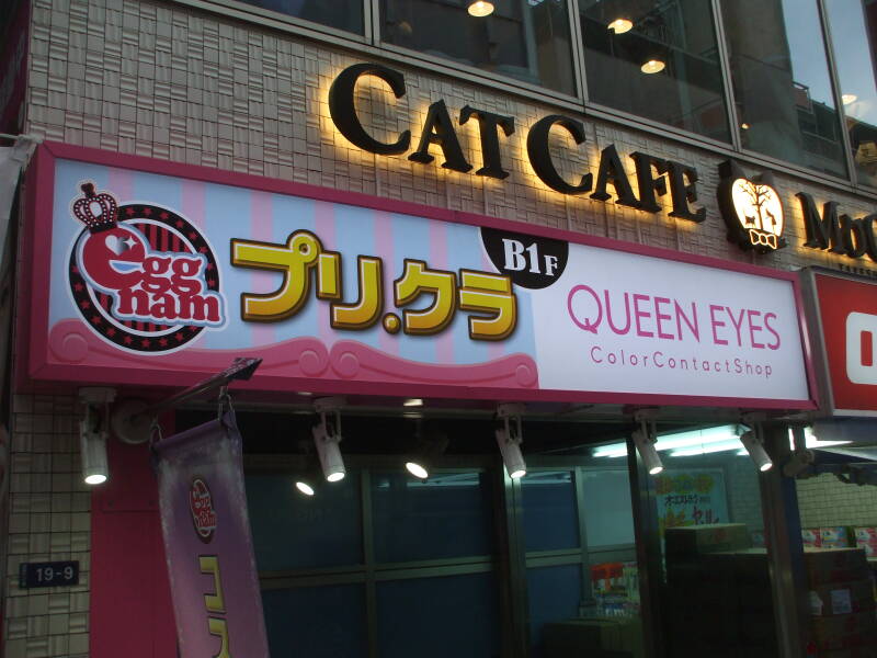 Cat café and Queen Eyes colored contacdt shop on Takeshita-dori or Takeshita Street in Harajuku.