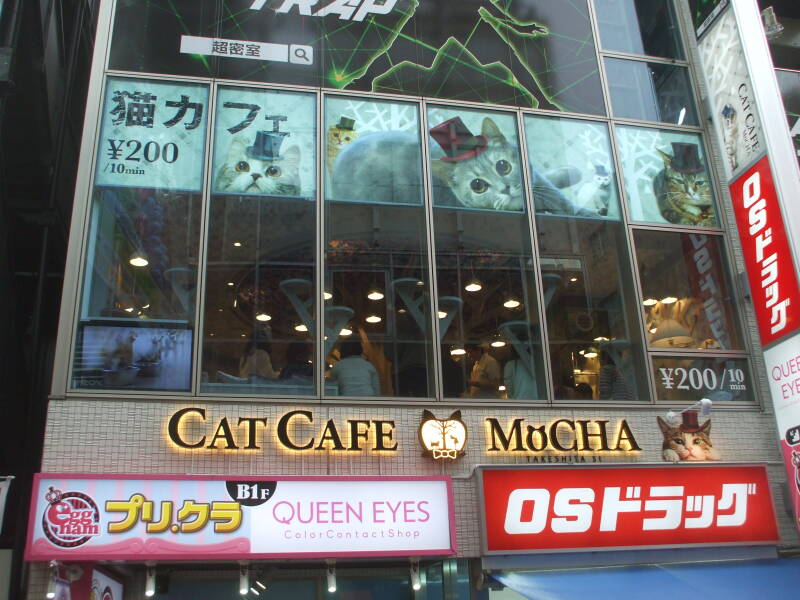 Cat café and Queen Eyes colored contacdt shop on Takeshita-dori or Takeshita Street in Harajuku.