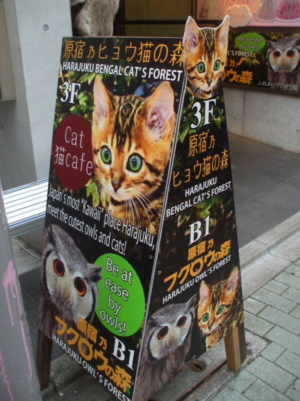 Harajuku Bengal Cat's Forest owl café on Takeshita-dori.