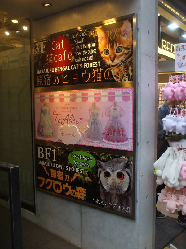 Harajuku Bengal Cat's Forest owl café on Takeshita-dori.