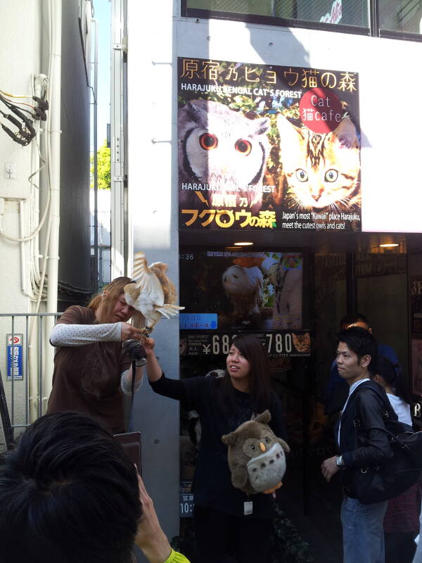 The owl wrangler at the Harajuku Bengal Cat's Forest owl café on Takeshita-dori.