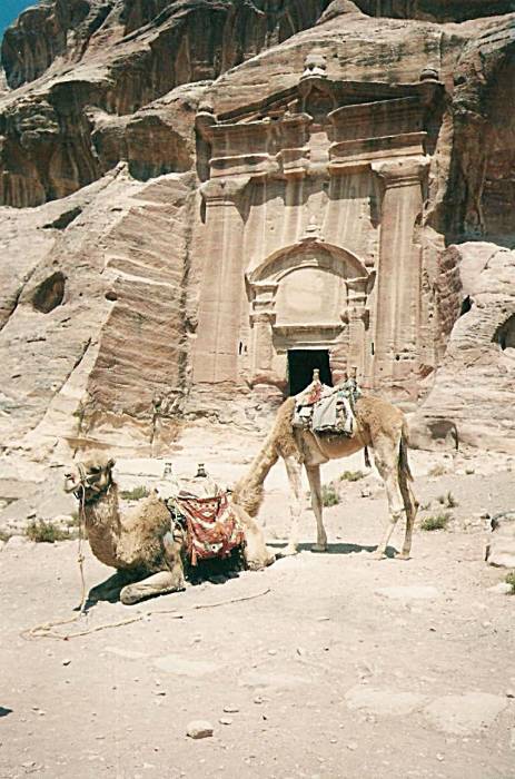 Bedouin Camels at Petra, Jordan