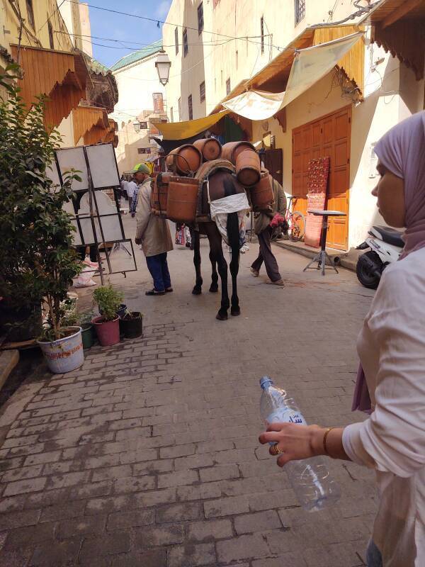 Horse with a diaper along the clean Tala'a Sghira in Fez el Bali medina.