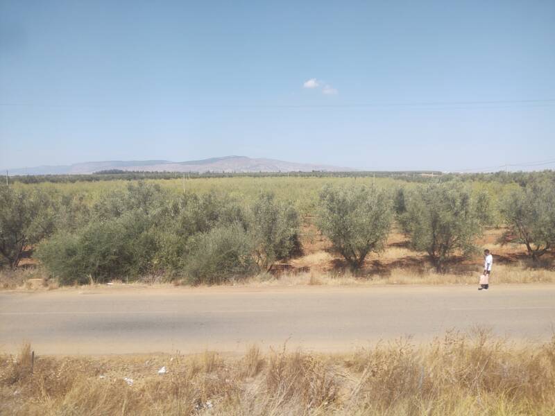 Man standing on a road beside an olive orchard seen from the train from Meknès to Fez in Morocco.