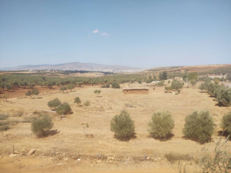 Orchards and farm fields seen from the train from Meknès to Fez in Morocco.