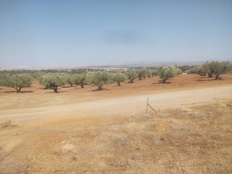 Olive orchard seen from a train from Meknès to Fez in Morocco.