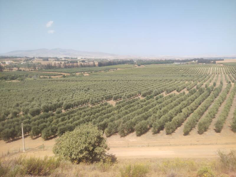 Orchards and farm fields seen from a train from Meknès to Fez in Morocco.