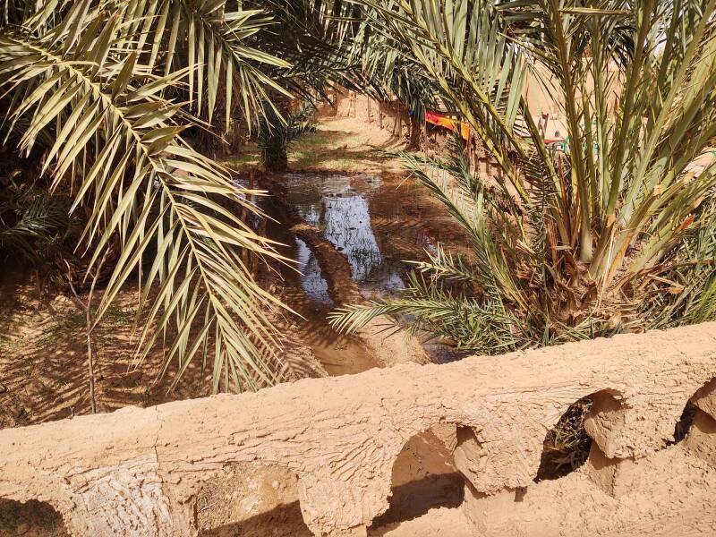 Short palm trees, vegetable garden, and an irrigation ditch within the Auberge La Palmeraie compound.