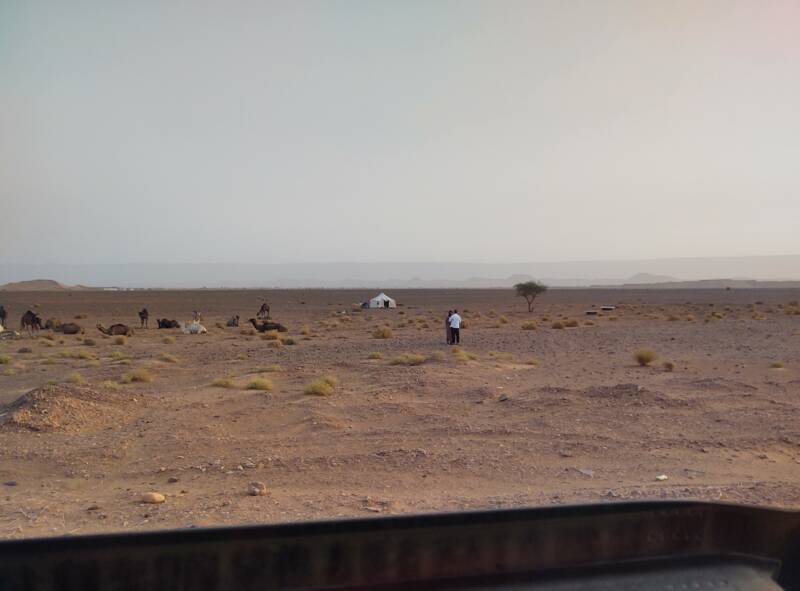 People rounding up camels for milking, near Tinfou, south of Tamegroute between Tagounite and Zagora.