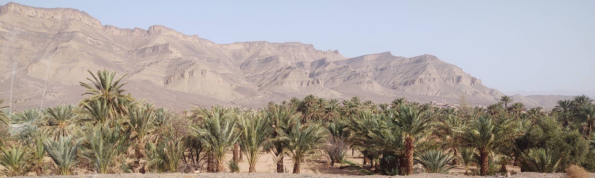 Date palm oasis in the Draa Wadi north of Zagora.
