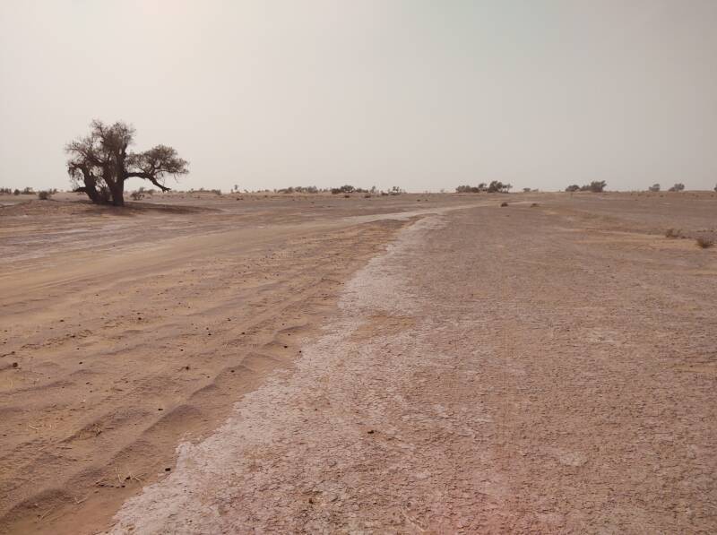 Acacia tree beside the track into the desert from M'Hamid.