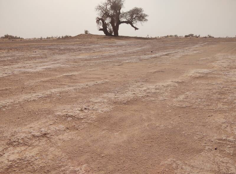 Hard crust on the sand in the foreground. Beyond that, an acacia tree beside the track into the desert from M'Hamid.