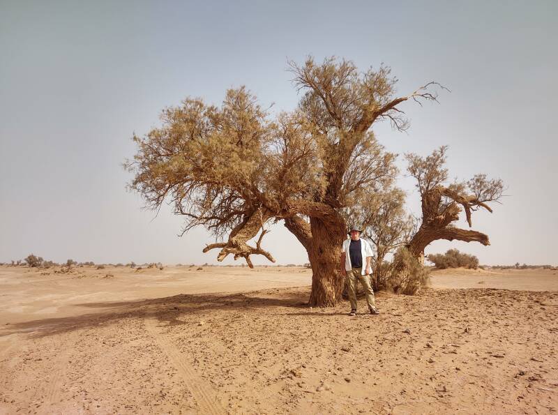 Bob next to an Acacia tree in the desert.