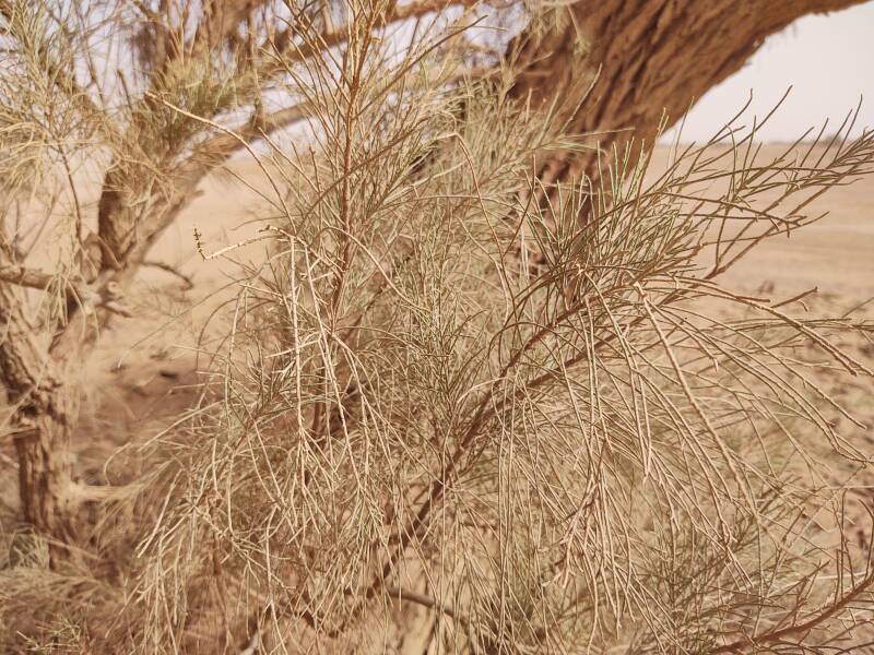 Evergreen needles of an acacia tree.