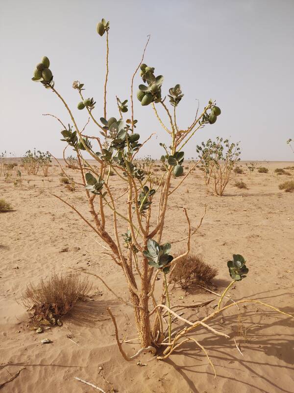 Poisonous Calotropis procera plant.