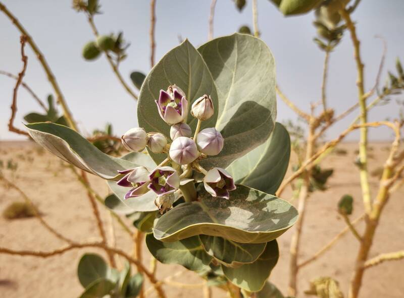 Close view of leaves and opening small flowers of a poisonous Calotropis procera plant.