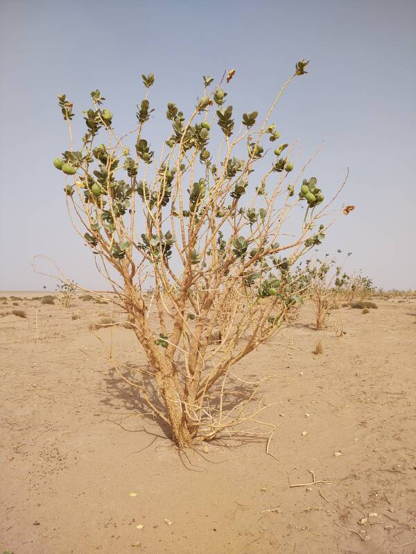 Poisonous Calotropis procera plant.