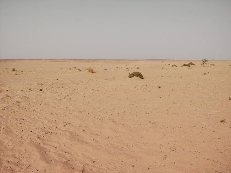 Sand with a few acacia shrubs, a poisonous Calotropis, and a few acacia trees on the horizon.