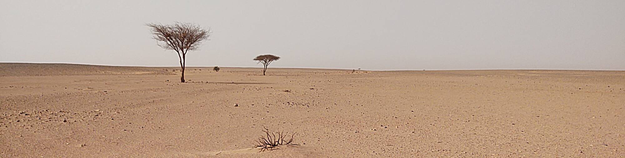 Two acacia trees on the track between M'Hamid el Ghizlane and Erg Chigaga.