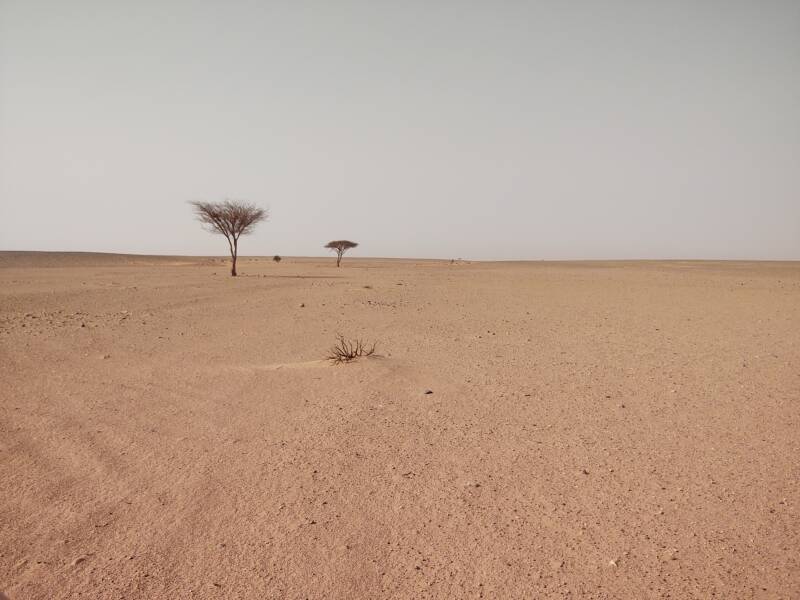 Two acacia trees, then sand to the horizon.