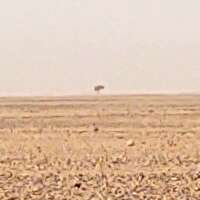 Acacia tree on the distant horizon.