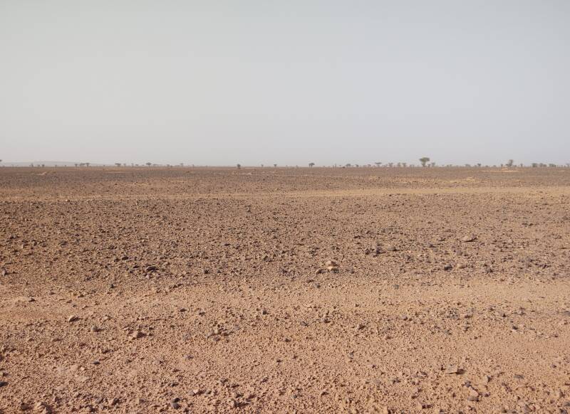 Acacia trees on the horizon west of el Atach wadi.