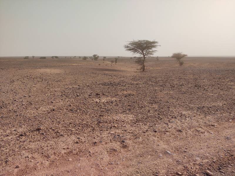 Acacia trees on the horizon west of el Atach wadi.