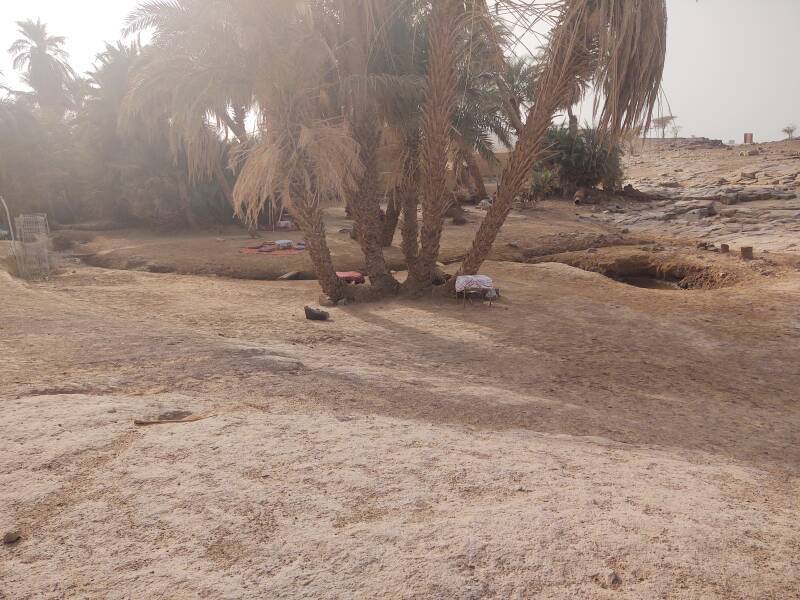 Oum Lâalag oasis in the desert on the way to Erg Chigaga.